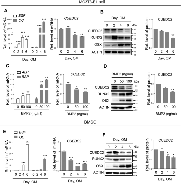 Cuedc2 Controls Osteoblast Differentiation And Bone Formation Via Socs3 Stat3 Pathway Cell Death Disease