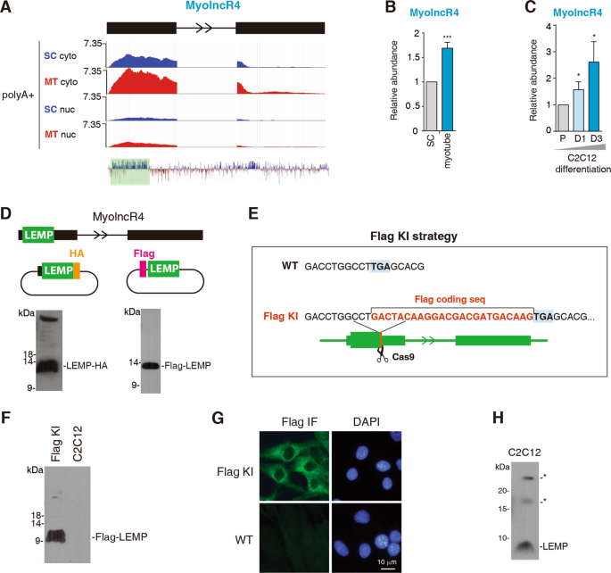 Fig. 1: The expression of MyolncR4 increases along with myogenic differentiation.