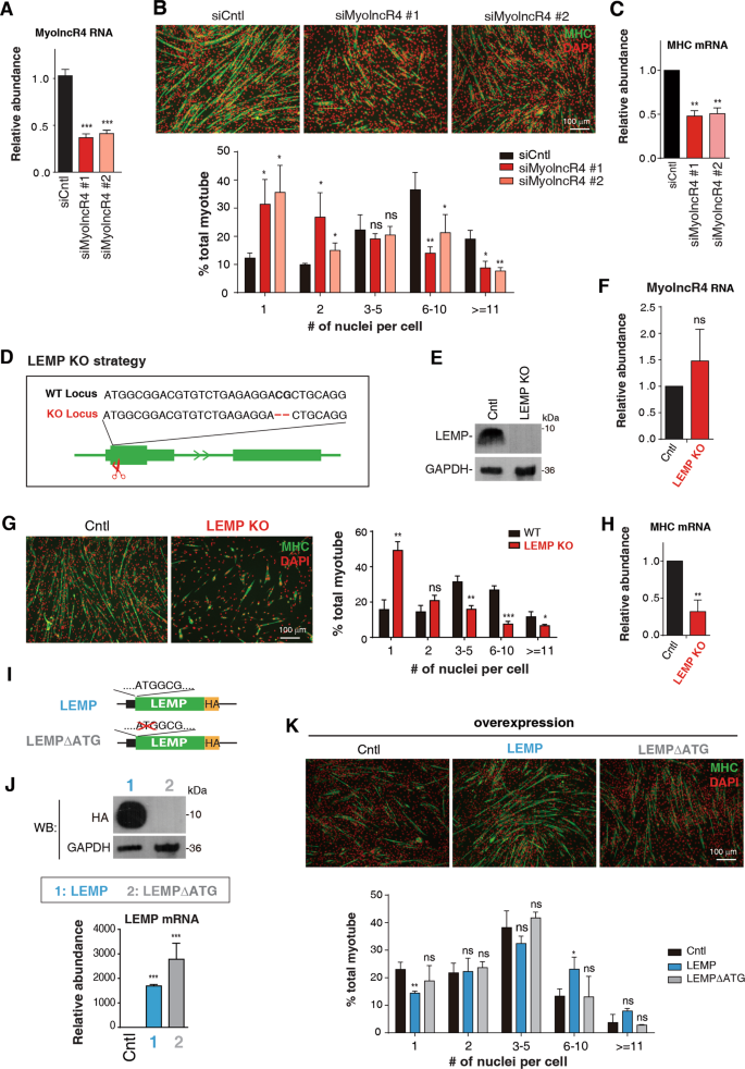 Fig. 2: LEMP promotes myogenic differentiation.