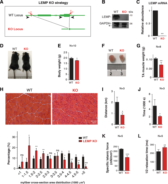 Fig. 3: LEMP is essential for muscle development in mice.