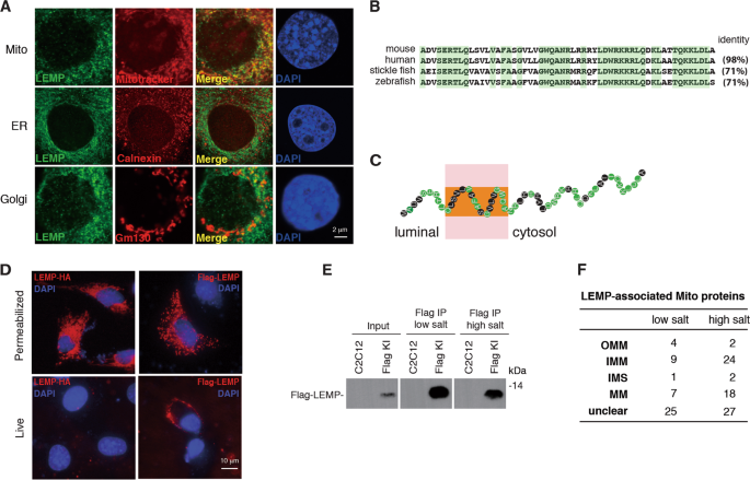 Fig. 6: LEMP localizes at the plasma membrane and mitochondria and associates with mitochondrial proteins.