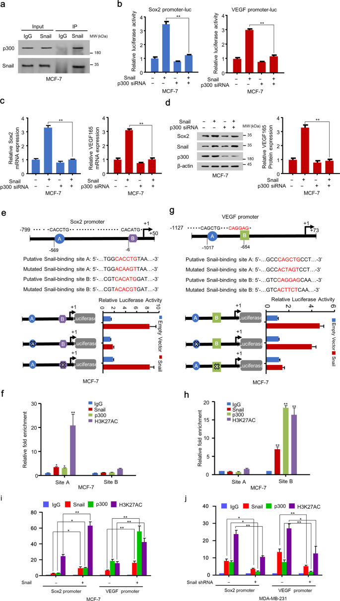 Fig. 6: Snail and p300 co-activate Sox2 and VEGF transcription.