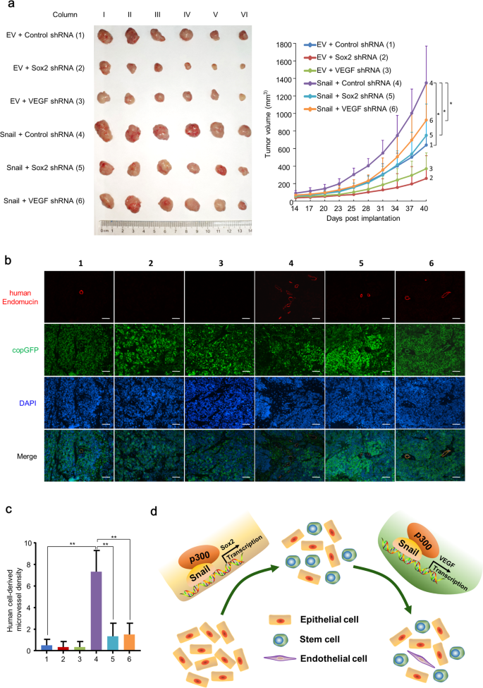Fig. 7: Snail promotes tumor growth and endothelium generation in breast cancer cells in vivo.