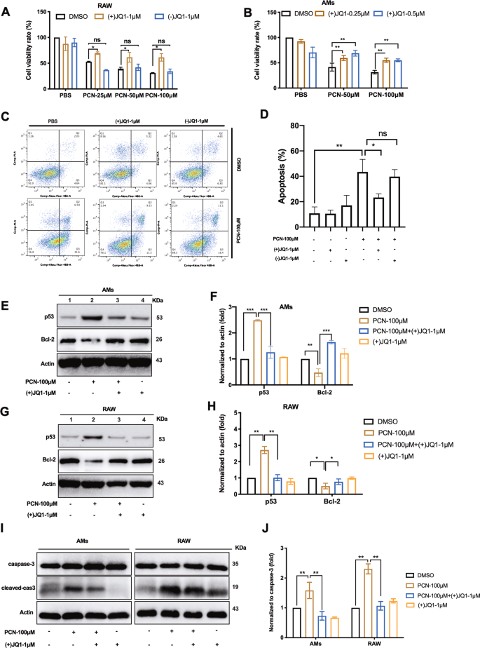 Brd4 Inhibition Ameliorates Pyocyanin Mediated Macrophage Dysfunction Via Transcriptional Repression Of Reactive Oxygen And Nitrogen Free Radical Pathways Cell Death Disease