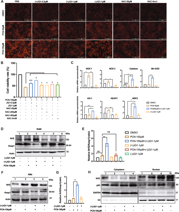 Fig. 2: (+)JQ1 regulated oxidant and anti-oxidant pathways in PCN-challenged macrophages.
