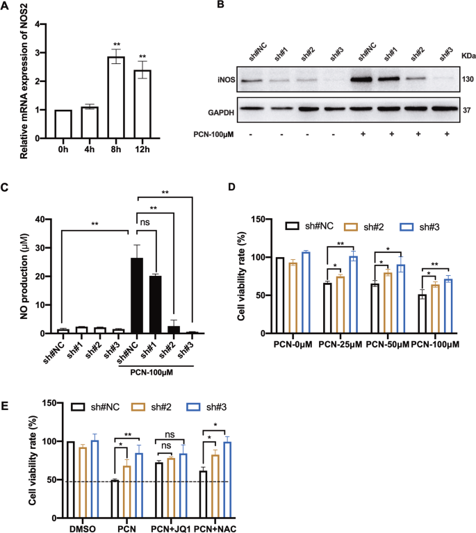 Fig. 4: shRNA-mediated NOS2 silencing reduced PCN-mediated RNS production and macrophage death.