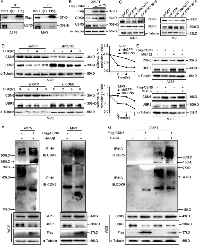 Fig. 5: CSN6 stabilizes CDK9 by regulating the E3 ubiquitin ligase UBR5.