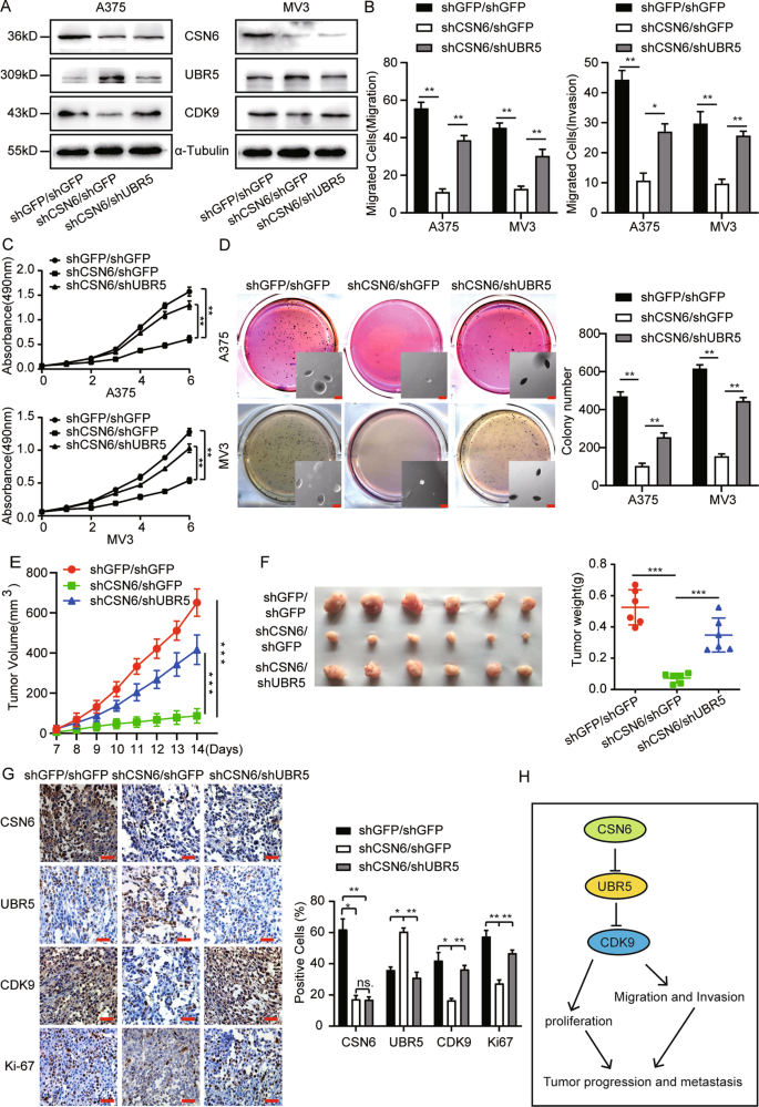 Fig. 6: The effects induced by CSN6 silencing were abrogated by downregulation of UBR5 expression in CSN6-knockdown cells.