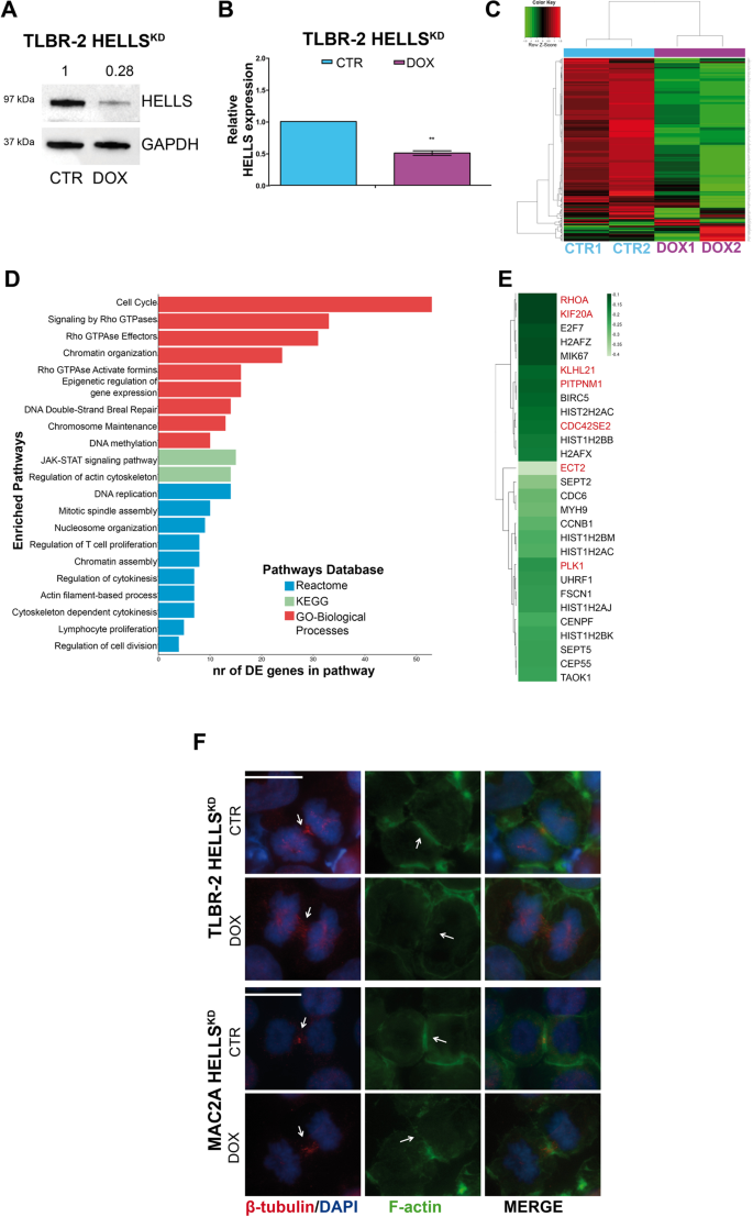 Fig. 1: HELLS transcriptionally controls cytokinesis.