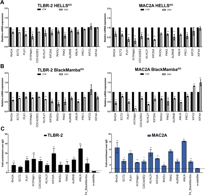Fig. 2: HELLS binds target gene promoters.