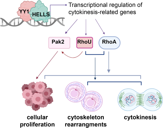Fig. 6: Proposed molecular mechanism.