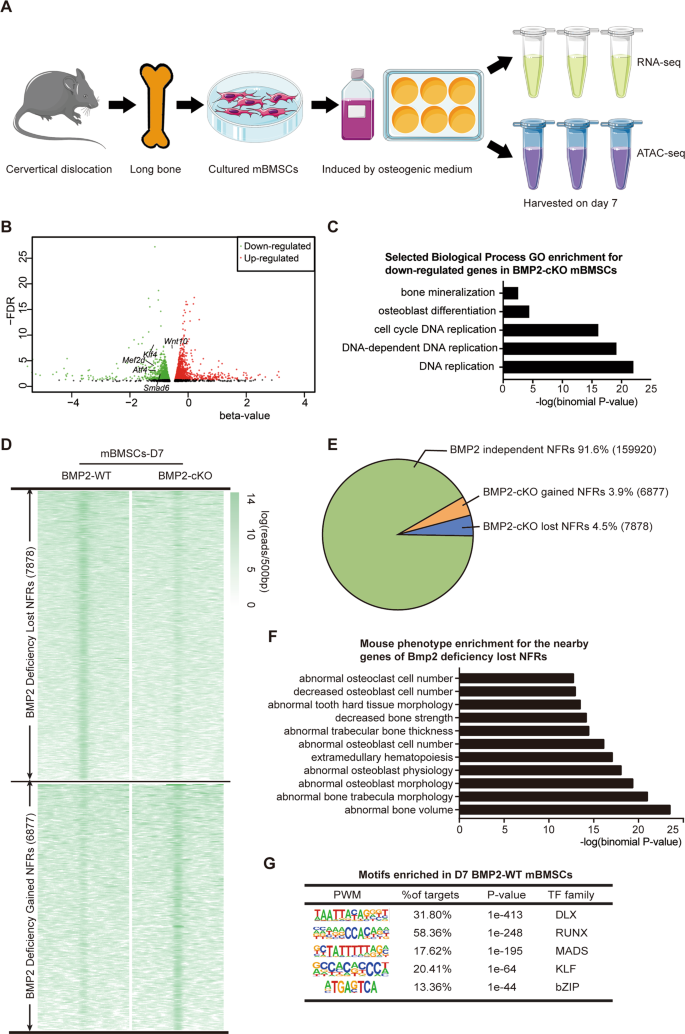 Bmp2 Dependent Gene Regulatory Work Analysis Reveals Klf4 As A Novel Transcription Factor Of Osteoblast Differentiation Cell Death Disease