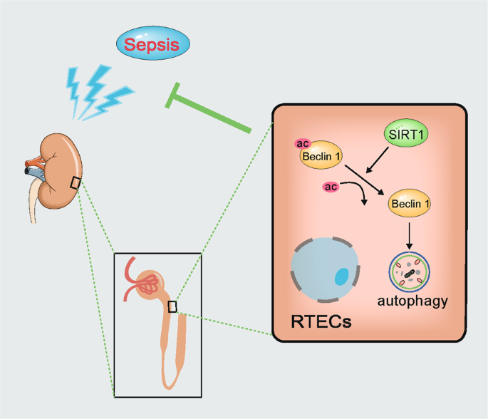 Fig. 8: The effect of SIRT1-mediated Beclin1deacetylation induces autophagy in attenuating sepsis-induced acute kidney injury (SAKI).