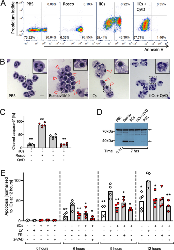 Immune Complex Induced Apoptosis And Concurrent Immune Complex Clearance Are Anti Inflammatory Neutrophil Functions Cell Death Disease