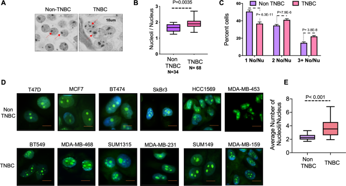 Fig. 1: TNBC cells have more nucleoli than non-TNBC cells.