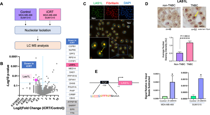 Fig. 4: Nucleolar protein LAS1L is a target of β-catenin signaling.