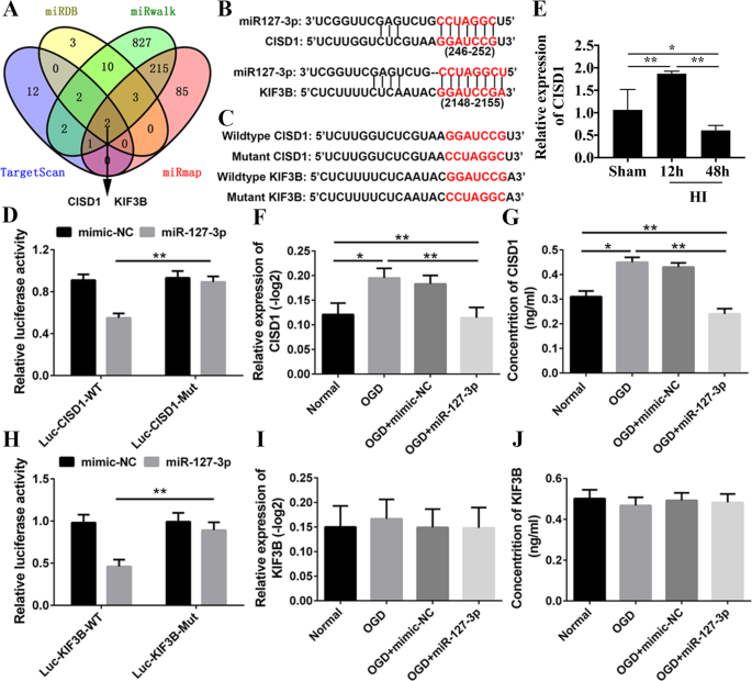 Mir 127 3p Targeting Cisd1 Regulates Autophagy In Hypoxic Ischemic Cortex Cell Death Disease