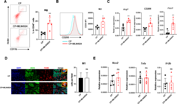 Fig. 2: Neddylation inactivation contributes to elevated M2 macrophage infiltration.