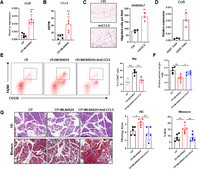 Fig. 4: Neddylation inactivation elevates CCL5 secretion to recruit macrophages.