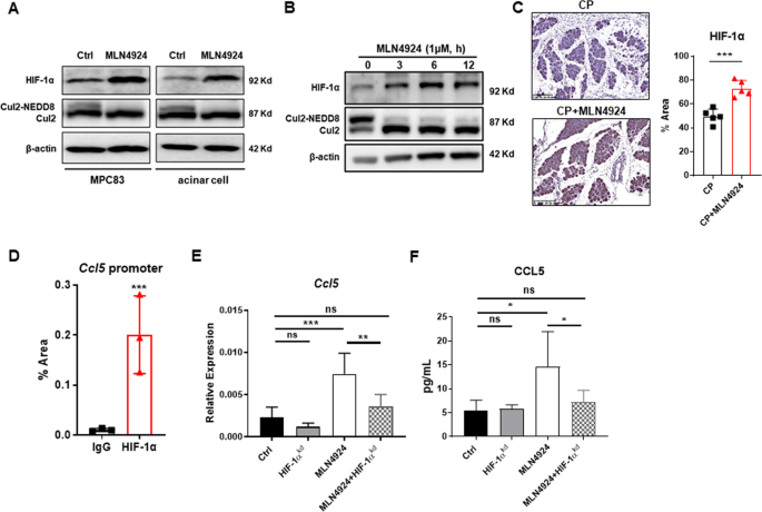 Fig. 5: Neddylation inactivation upregulates CCL5 via a HIF-1α dependent manner.