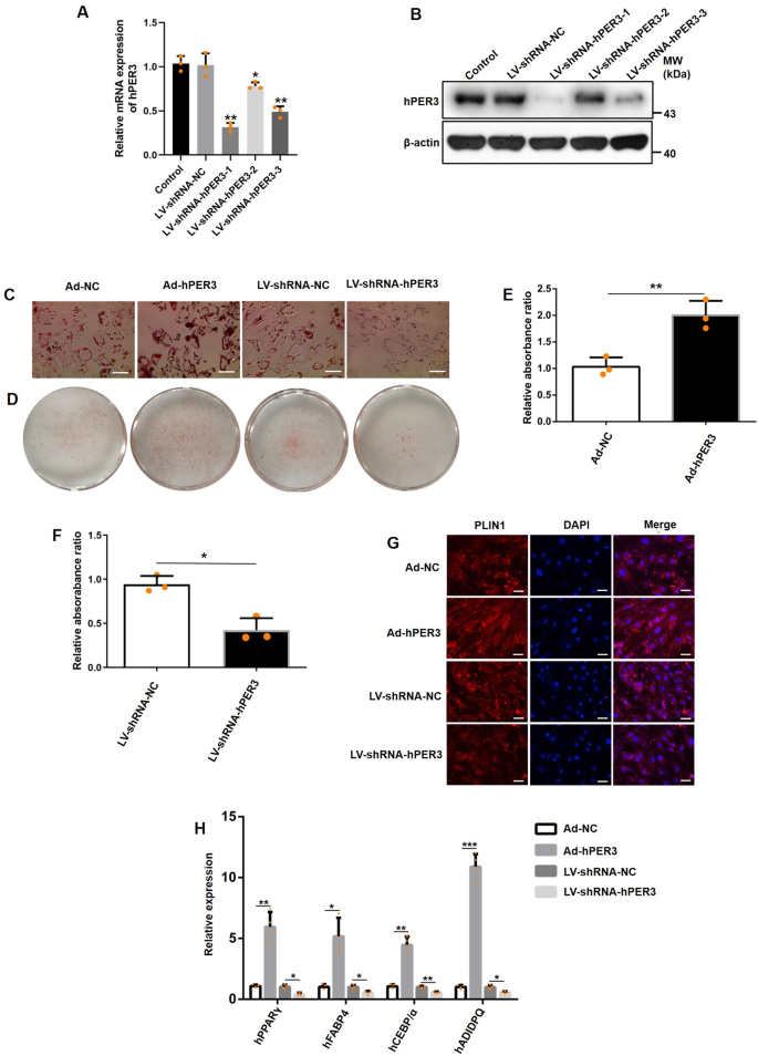 Hper3 Promotes Adipogenesis Via Hhsp90aa1 Mediated Inhibition Of Notch1 Pathway Cell Death Disease
