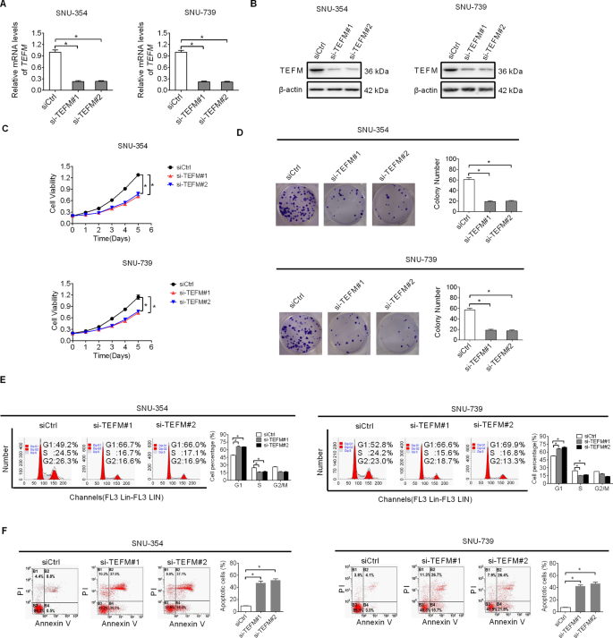 Fig. 2: TEFM knockdown suppressed HCC cell growth by inhibiting G1–S cell cycle transition and inducing cell apoptosis.