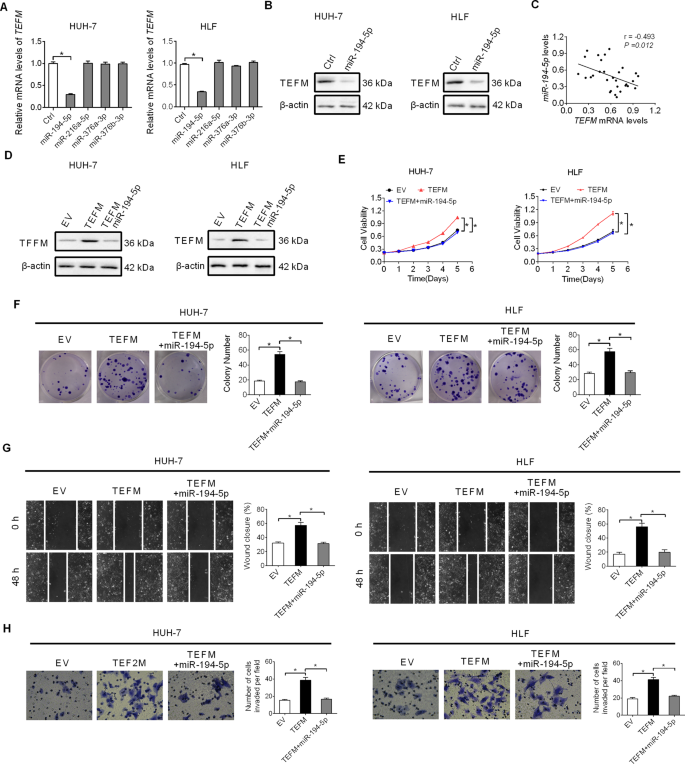 Fig. 6: Increased TEFM expression is mainly mediated by down-regulation of miR-194-5p.