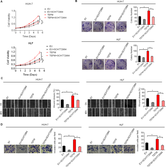 Fig. 8: TEFM promoted HCC growth and metastasis through activation of ROS/ERK signaling.