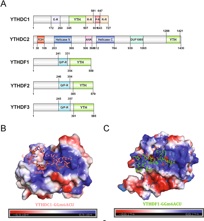 Linking the YTH domain to cancer: the importance of YTH family proteins in  epigenetics | Cell Death & Disease