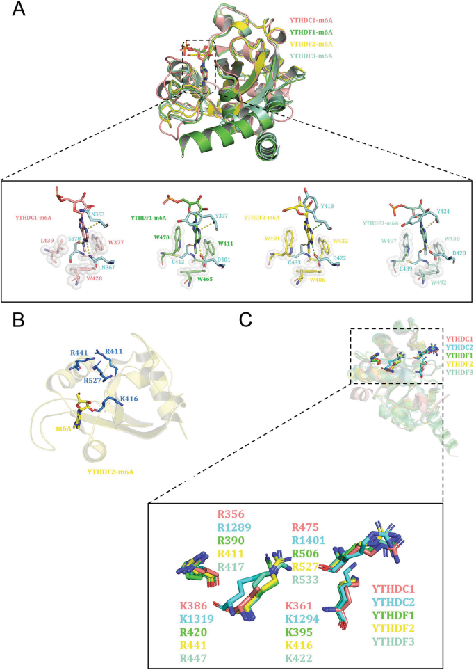 Linking the YTH domain to cancer: the importance of YTH family proteins in  epigenetics | Cell Death & Disease