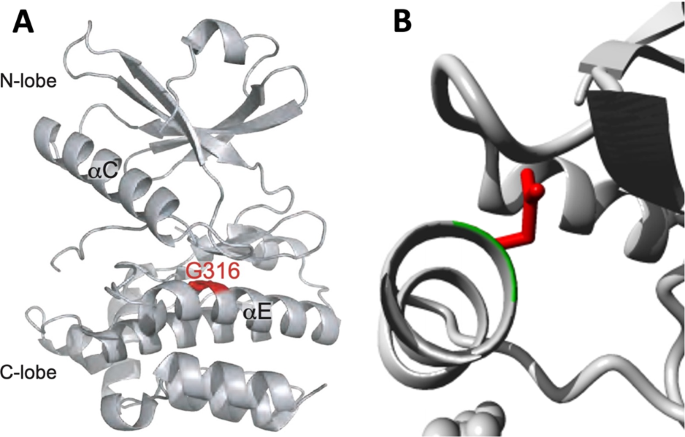 Fig. 2: MLKL G316D mutation is predicted to affect the pseudokinase domain structure (PDB accession 4MWI)38.