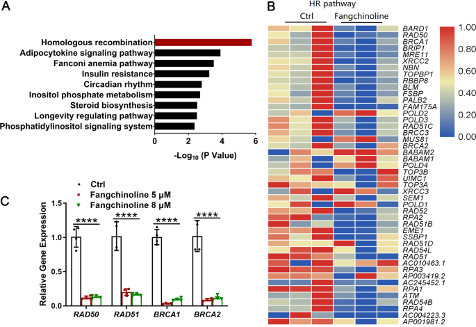 Fig. 2: The effects of fangchinoline on the HR pathway in CM-AS16 cells were determined by transcriptome analysis and qRT-PCR.
