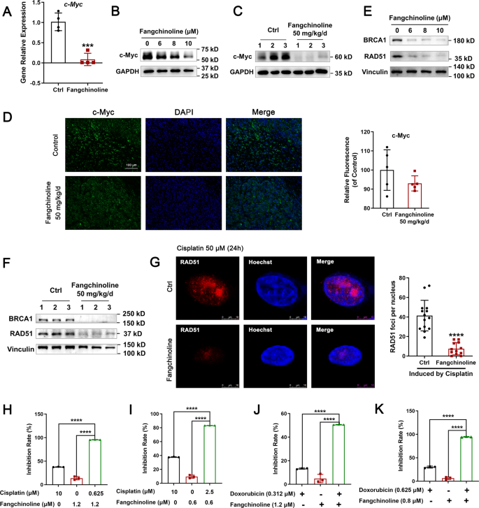 Fig. 4: Fangchinoline suppressed the HR pathway and increased sensitivity to DNA damage-inducing drugs.