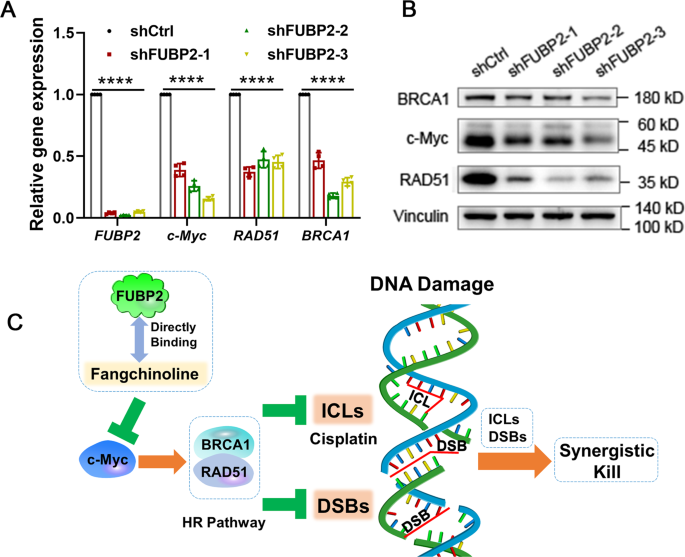 Fig. 5: Effects of FUBP2 on the HR pathway.