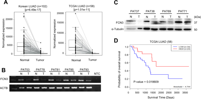 Fig. 1: FCN3 is down-regulated in LUAD.