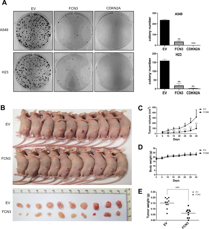 Fig. 2: Cell growth is inhibited by FCN3.