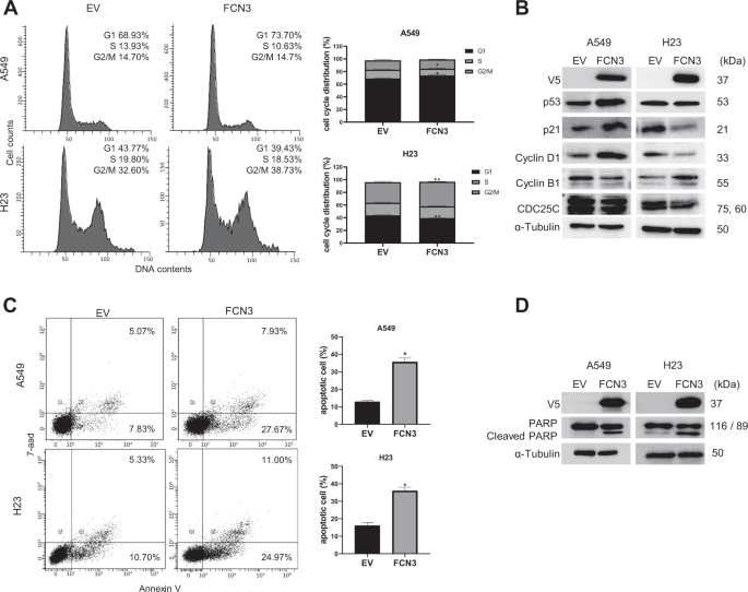 Fig. 3: Ectopic expression of FCN3 induces cell cycle arrests and apoptosis.