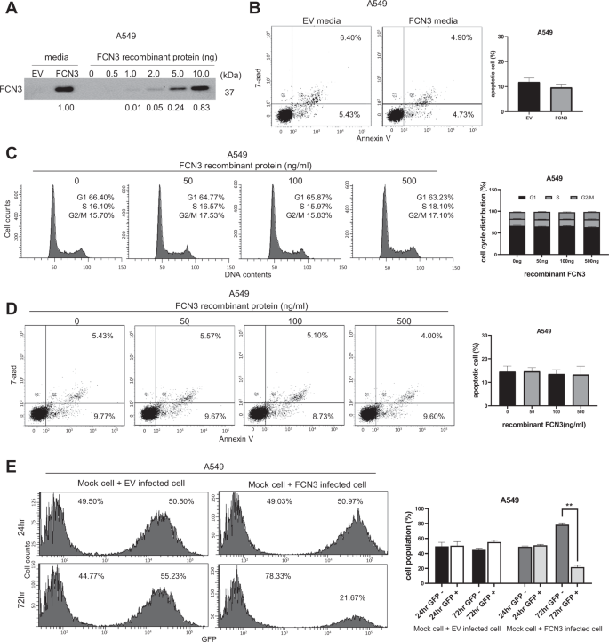 Fig. 4: Tumor suppressor activity of FCN3 involves an intracellular mechanism.
