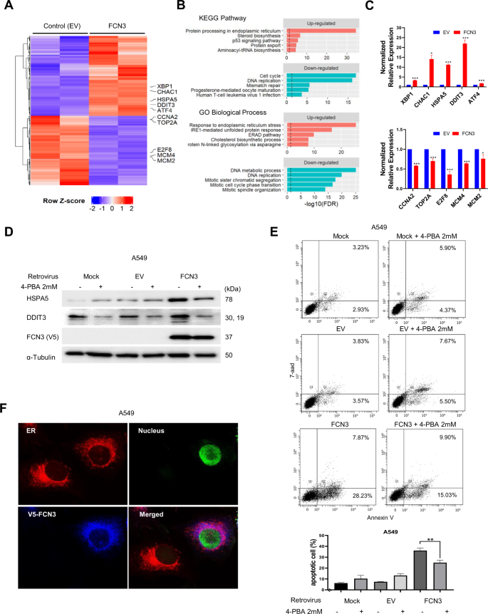 Fig. 5: Transcriptomic analyses indicate FCN3 induces ER stress.