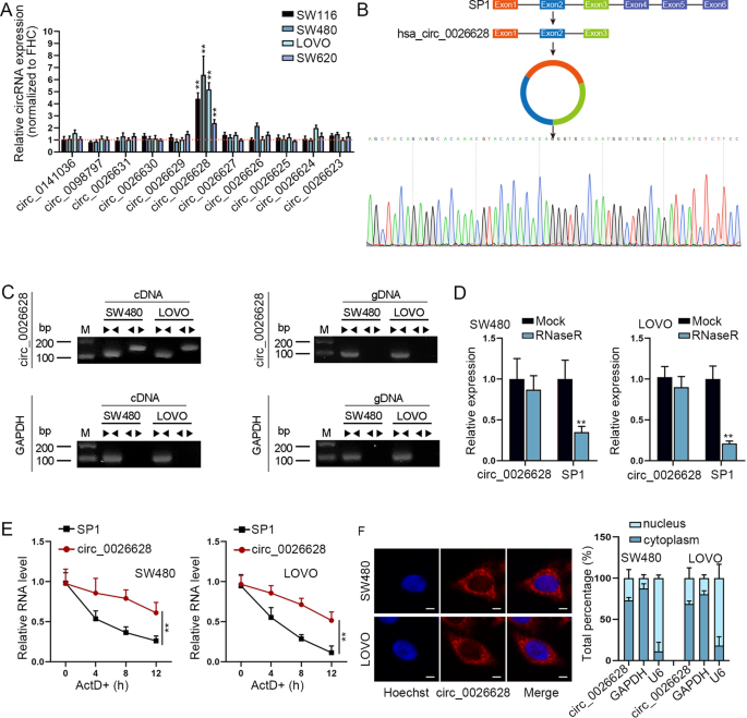 Fig. 1: Circ_0026628 was upregulated in CRC cells.