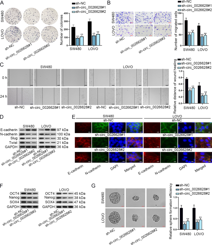 Fig. 2: Circ_0026628 promoted CRC cell proliferation, migration, EMT, and stemness.