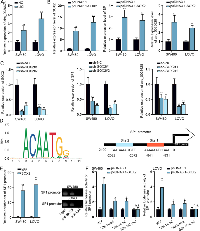 Fig. 7: SOX2 activated SP1 transcription to enhance circ_0026628.