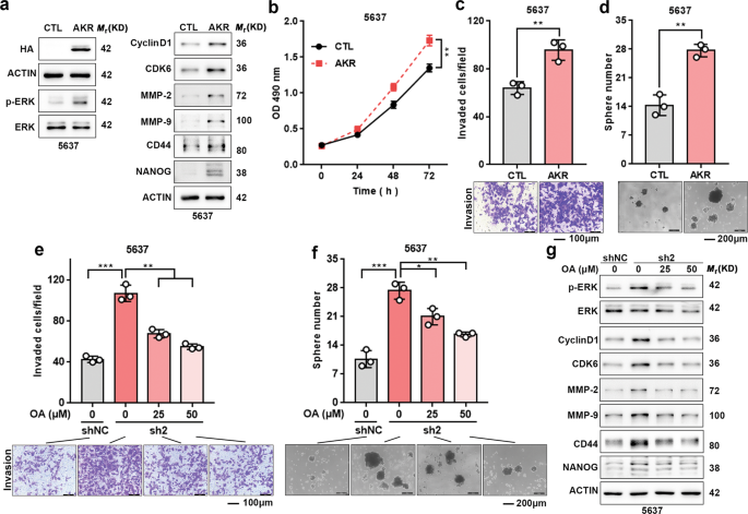 Fig. 6: AKR1B10 promotes UBC progression and oleanolic acid inhibits UBC progression via suppressing the AKR1B10–ERK signaling.