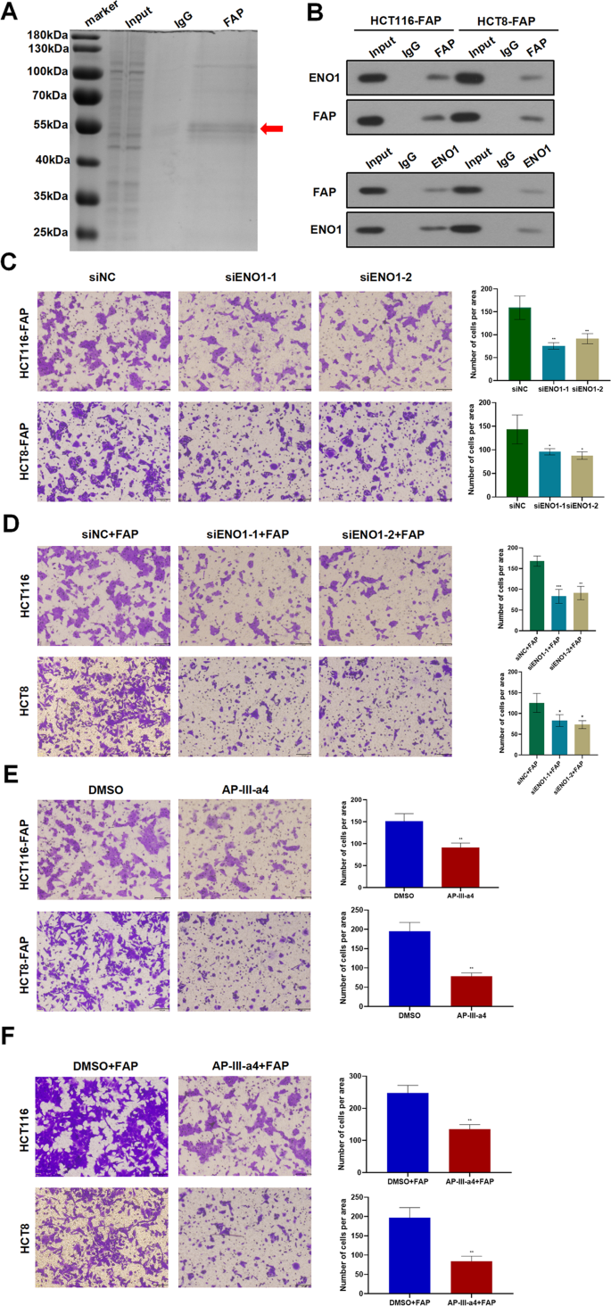 LS Models nude fap Colorectal cancer cell intrinsic fibroblast activation protein alpha binds  to Enolase1 and activates NF-κB pathway to promote metastasis | Cell Death  & Disease