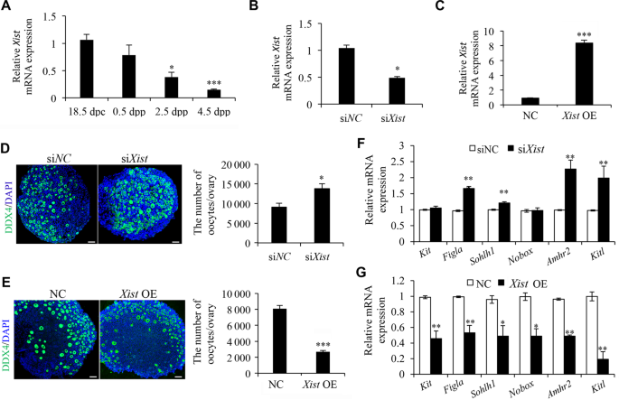 Fig. 1: Xist expression in perinatal ovaries is essential for PF pool formation.