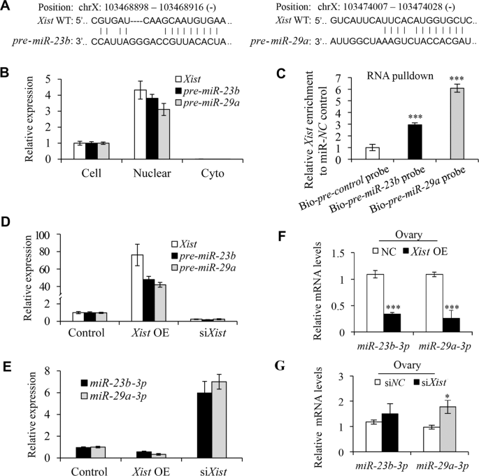 Fig. 3: Xist regulates miR-23b and miR-29a maturation process.