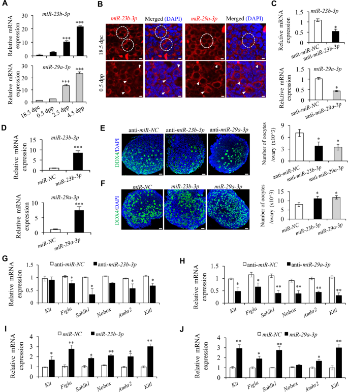Fig. 4: Expression of miR-23b-3p and miR-29a-3p are essential for PF formation in the perinatal mouse ovaries.