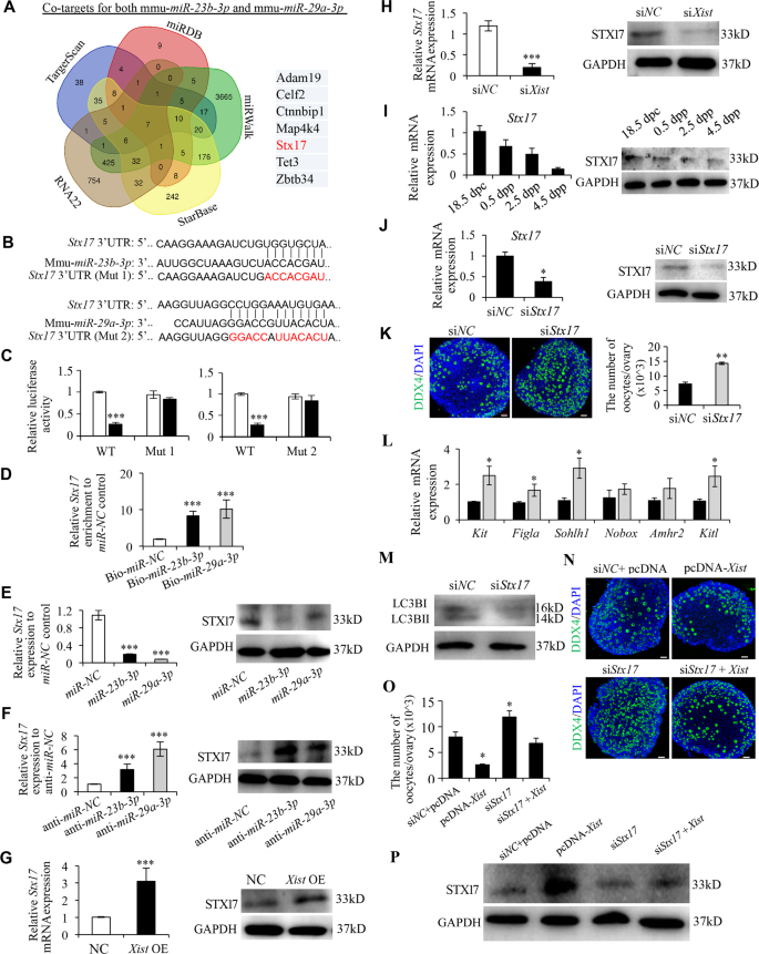 Fig. 5: STX17 is a downstream target of Xist-miR-23b-3p/miR-29a-3p axis and regulates PF formation.