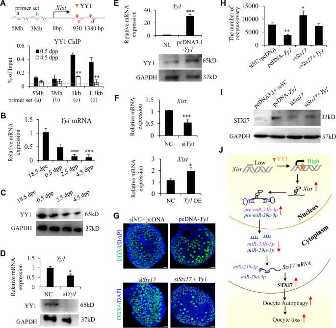 Fig. 6: YY1 is essential for Xist expression and functions as an upstream regulator for Xist-miR-23b-3p/miR-29a-3p-Stx17 axis during PF formation.