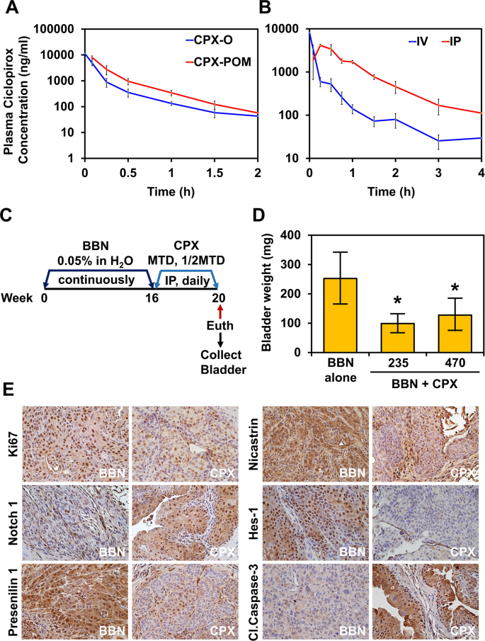 Fosciclopirox Suppresses Growth Of High Grade Urothelial Cancer By Targeting The G Secretase Complex Cell Death Disease